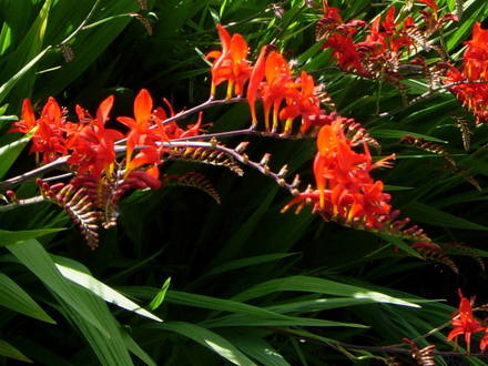 Crocosmia 'Lucifer'
