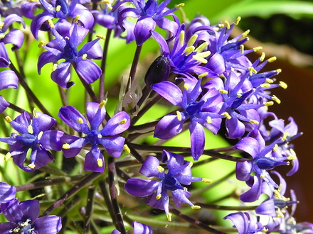 Caribbean lily (Scilla peruviana)
