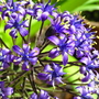 Peruvian_lily_002