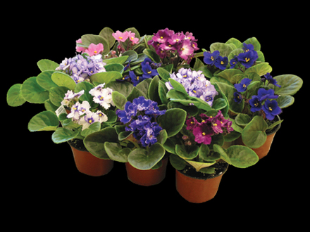 A garden flower photo