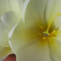 Yellow Appledoorn