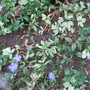 Vinca minor,  or Periwinkle starting