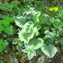 Brunnera macrophylla