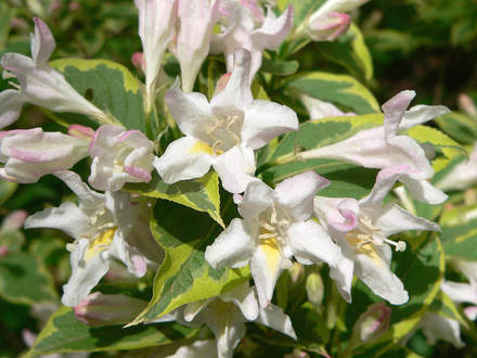 Weigela 