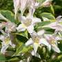 Weigela_variegata_bloomsclose_5-18-08_exc_sm