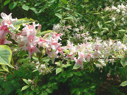 Weigela 