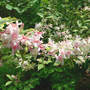 Weigela_variegata_branch_5-15-08_sm
