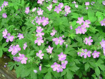 Wild Geranium, Cranes-bill Geranium (Geranium maculatum)