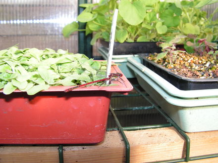 GREENHOUSE FRIEND