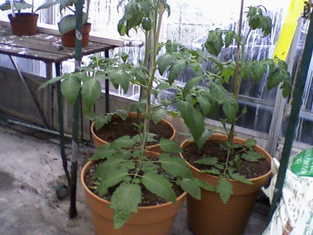 Tomato