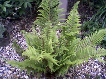 My friends garden