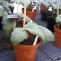 Photo-0030_stan_begonia