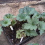 Photo-0015_stan__cuttings