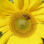 Heliopsis helianthoides