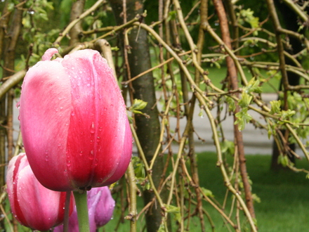 tulip after the rain