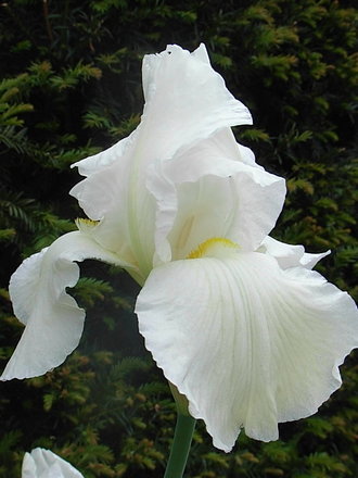 Bearded_iris_4.jpg (Bearded iris)