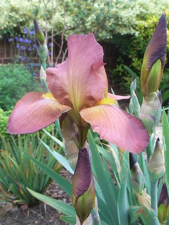 Bearded_iris_5.jpg (Bearded iris)
