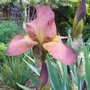 Bearded_iris_5