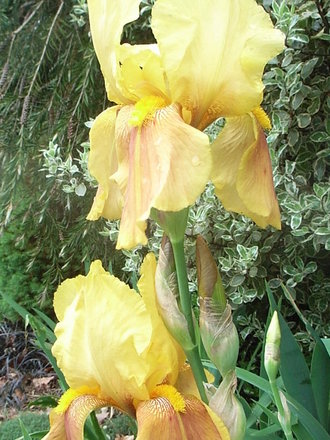 Bearded_iris_6.jpg (Bearded iris)
