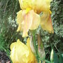 Bearded_iris_6