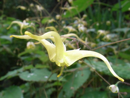 Epimedium wushanense (Epimedium wushanense)