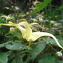 Epimedium wushanense (Epimedium wushanense)
