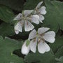Geranium_renardii