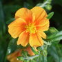Helianthemum