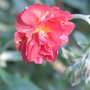 Helianthemum