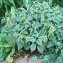 Lamium galeobdolon 'Hermans Pride'