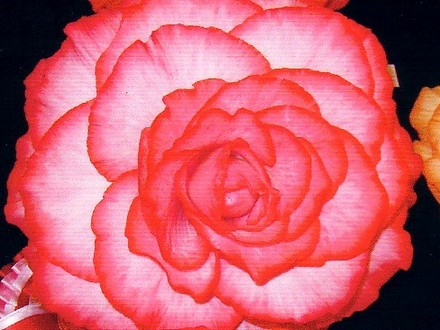 A garden flower photo