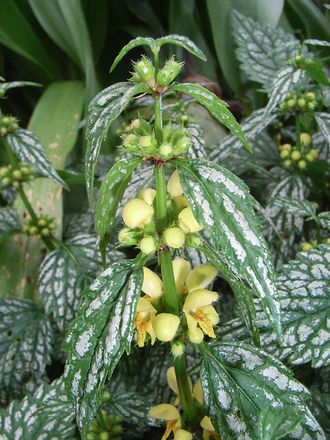 Lamium galeobdolon 'Hermans Pride' (Lamium galeobdolon 'Hermans Pride')