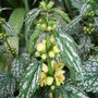 Lamium_galeobdolon__hermans_pride__close-up