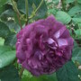 Rosa__cardinal_de_richelieu_