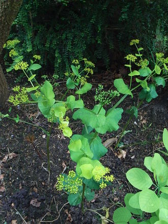 Smyrnium perfoliatum (Smyrnium perfoliatum)