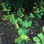 Smyrnium perfoliatum