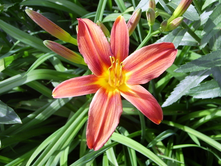 Day lilly