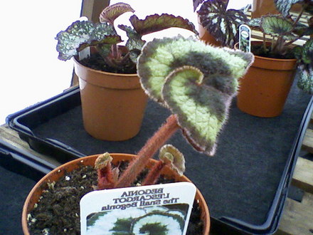 Escargot (Begonia)