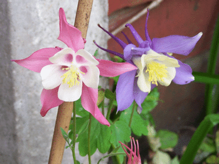 Blue & Pink Aquelegias