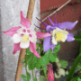 Pink-_-blue-columbines