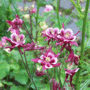 Maroon-columbines2