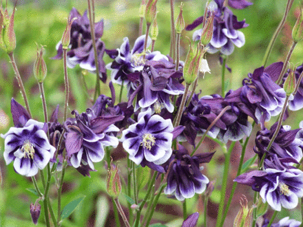 Purple & White Aquelegias