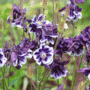 Purple-white-fancy-columbin