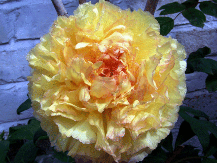 Tree Paeony