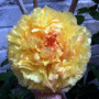 Tree Paeony