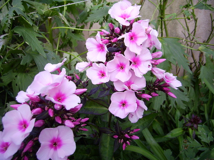Phlox (Phlox paniculata (Perennial phlox))