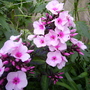 Captured_2007-7-28_00004