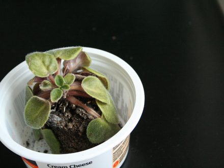 african violet 1 (saintpaulia)
