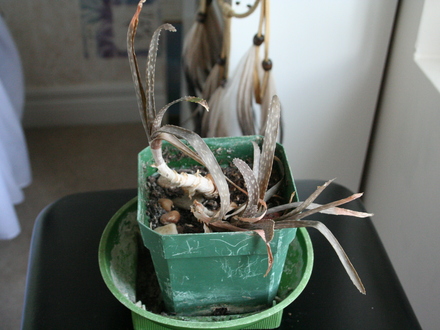aloe vera (aloe barbadensis)