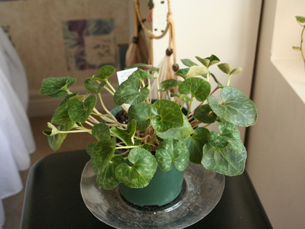 cyclamen (Cyclamen hederifolium)